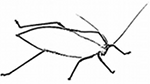 Katydid logo