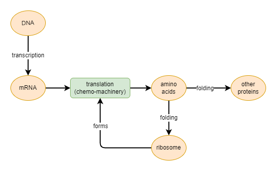 dna transcription and translation process